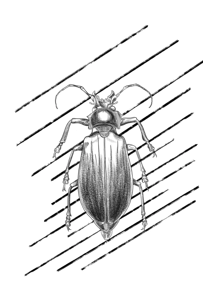 dessin d'un insecte - taouage